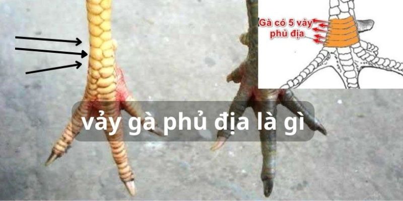 Dấu hiệu của chiến kê có vảy gà phủ địa