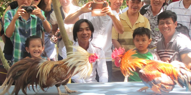 Cách Xem Đá Gà Được Lựa Chọn Nhiều Nhất Hiện Nay 5 ưu điểm của cách xem đá gà trực tuyến