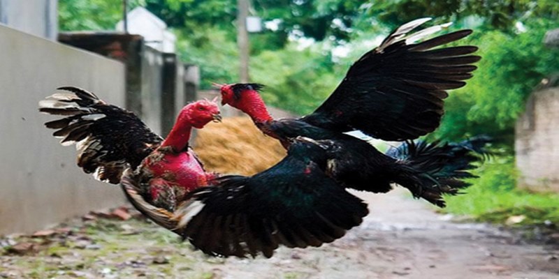 Bật Mí Bí Quyết Chơi Đá Gà Jun88 Hiệu Quả Nhất 5 jjun88.name