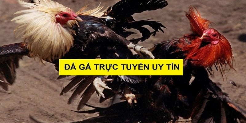 Đá Gà Trực Tiếp Daga666 - Kinh Nghiệm Chơi Game Bất Bại 4 đá gà trực tiếp Daga666