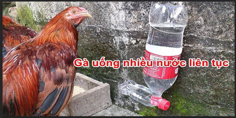 Gà Uống Nước Liên Tục Và Những Lưu Ý Cho Anh Em Chủ Kê 5 Gà uống nước liên tục