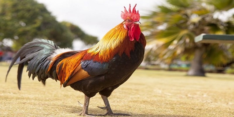 Liệt Kê Các Danh Sách Kênh 2 Trại Gà Lai Hậu Giang Nổi Tiếng 6 Kênh 2 trại gà lai Hậu Giang