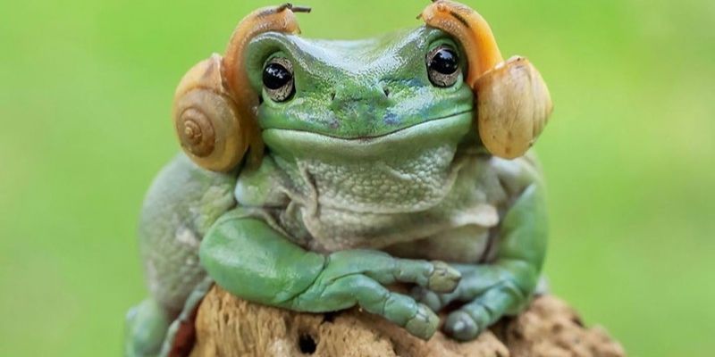 Mơ thấy ếch - Jun88 giải đáp số đề hiệu quả nhất hiện nay 5 Mỗi giấc mơ thấy ếch mang một ý nghĩa khác nhau (Nguồn: Internet).